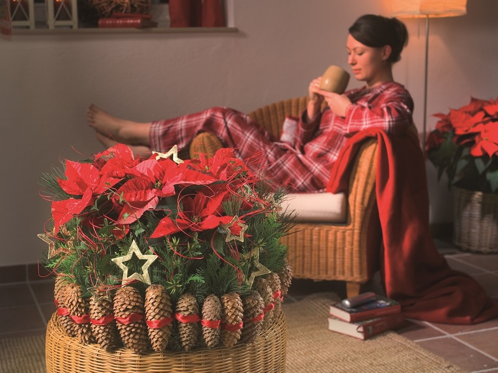 Advent Weihnachtsstern BVE